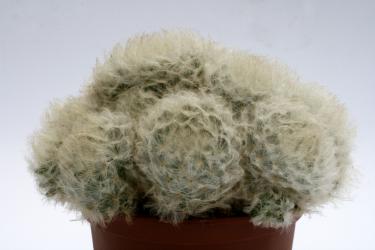 Mammillaria plumosa 
