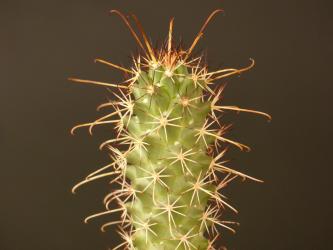 Mammillaria poselgeri 