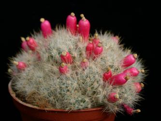 Mammillaria prolifera v. haitiensis Cuba 