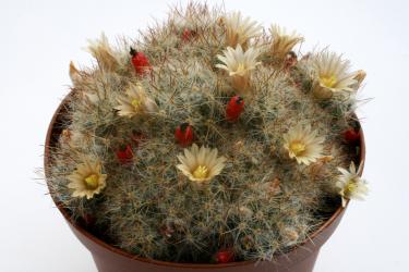 Mammillaria prolifera Iraan, TX, USA 