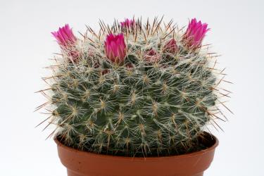 Mammillaria saetigera aff. Rog432 Guamúchil, Guanajuato, MEX 