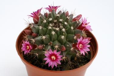 Mammillaria sartorii 