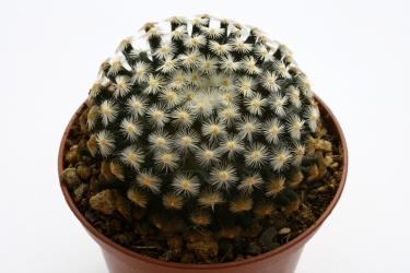 Mammillaria schiedeana 