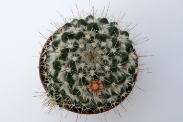 Mammillaria scrippsiana 