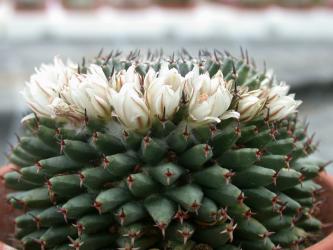 Mammillaria sempervivi 