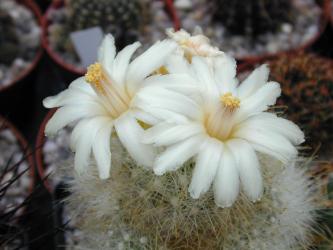 Mammillaria senilis f. albiflora % 