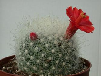 Mammillaria senilis % *4^ 