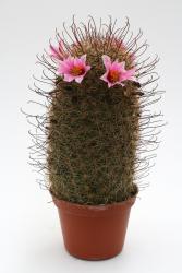 Mammillaria sheldonii % 