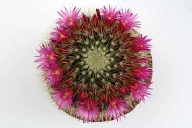 Mammillaria spinosissima cv. albiflora 