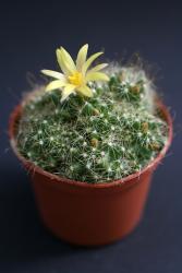 Mammillaria surculosa % 