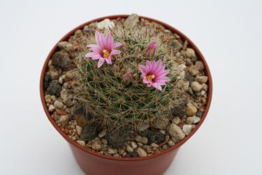 Mammillaria tepexicensis FO-177 n. of Tamazulapan, Sierra Mixteca, San Francisco Teopan, Oax, MEX 