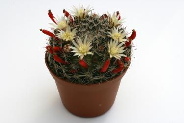 Mammillaria tezontle 