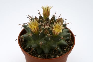 Mammillaria uncinata SB316 La Blanca, Zac, MEX 