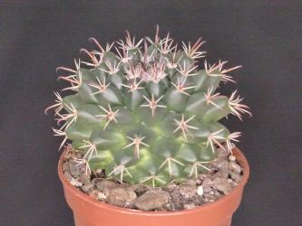 Mammillaria uncinata SB316 La Blanca, Zac, MEX 