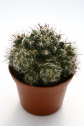 Mammillaria vetula 