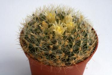 Mammillaria viereckii San Vincente, Tam, MEX 
