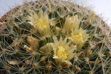 Mammillaria viereckii San Vincente, Tam, MEX 