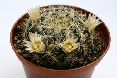 Mammillaria viereckii San Vincente, Tam, MEX 