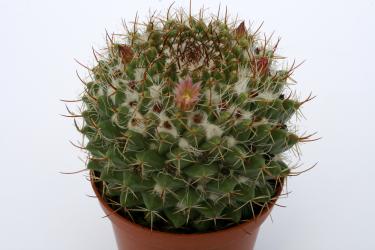 Mammillaria voburnensis 