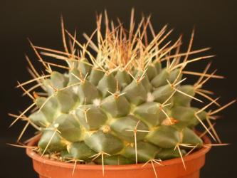 Mammillaria winterae NL, Coah, MEX 