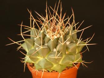 Mammillaria winterae NL, Coah, MEX 