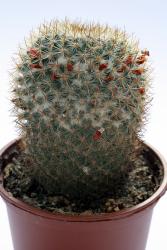 Mammillaria yucatanensis 