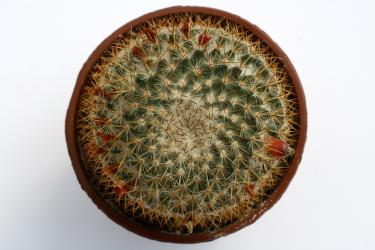 Mammillaria yucatanensis 