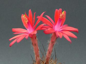 Matucana klopfensteinii GC s/n Cajamarca, Peru 