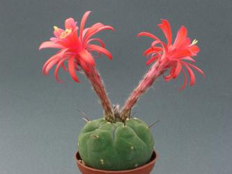 Matucana madisoniorum % 