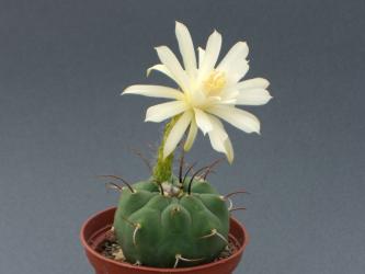 Matucana madisoniorum f. albiflora % 