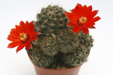 Mediolobivia atrovirens v. pseudoritteri RH204 Abra Sama, Tarija, BOL, 3700m 