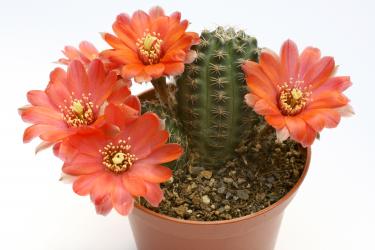 Mediolobivia atrovirens v. ritteri 