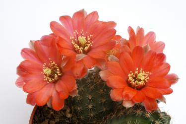 Mediolobivia atrovirens v. ritteri RH1359 Cajas, Jujuy, ARG, 4000m 