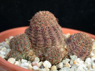 Mediolobivia brunnescens RH317a 