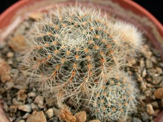 Mediolobivia carmeniana WR690 