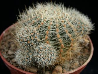 Mediolobivia christinae 