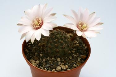 Mediolobivia eos R333 Tafna, Jujuy, ARG, 3600m 