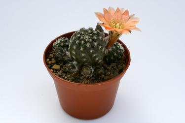 Mediolobivia haagei RH1090 Pujzara, Tarija, Bolivia 