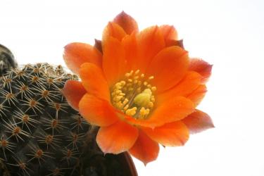 Mediolobivia pygmaea RH3178 