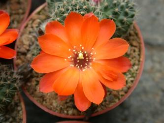 Mediolobivia steinmannii P515 Cuesta Tocero, Jujuy, ARG 