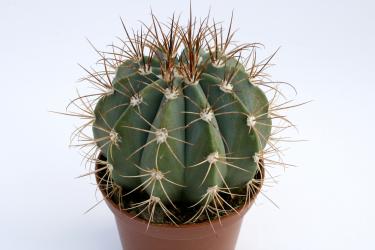 Melocactus amoenus 
