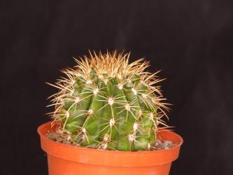 Melocactus broadwayi 