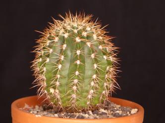 Melocactus broadwayi 