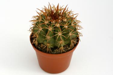 Melocactus conoideus § 