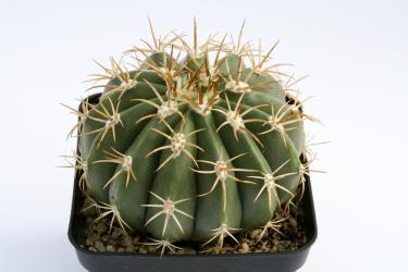Melocactus curvispinus 