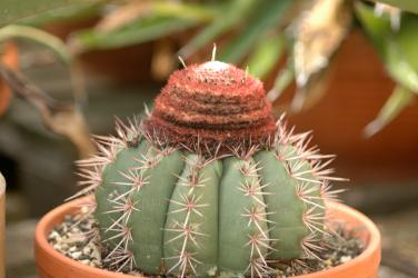 Melocactus macrodiscus 