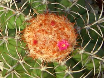 Melocactus matanzanus 