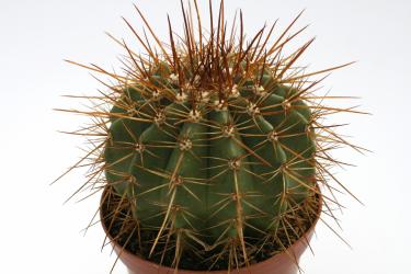 Melocactus oreas aff. 