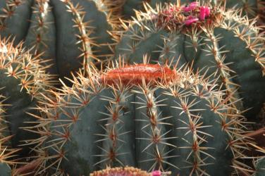 Melocactus peruvianus 