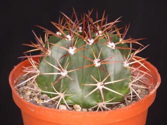Melocactus salvadorensis 